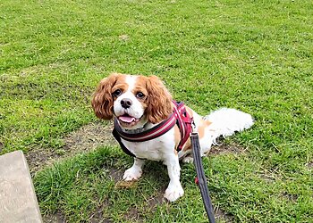 Hare to Hound Behaviour and Pet Care