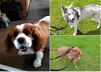 Hare to Hound Behaviour and Pet Care