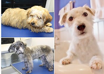 Harrogate Dog Grooming