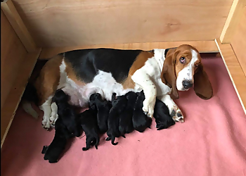 Haven Veterinary Group