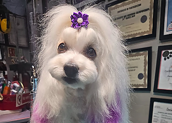 Head Or Tail Dog Grooming