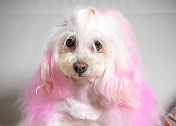 Head Or Tail Dog Grooming