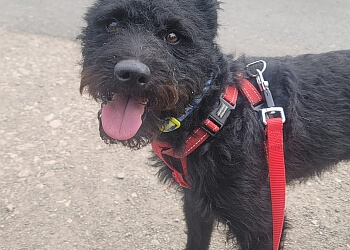 Heartland at Shardlow boarding kennels