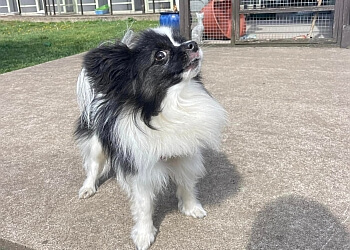 Heartland at Shardlow boarding kennels