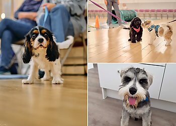 Heathers Happy Hounds