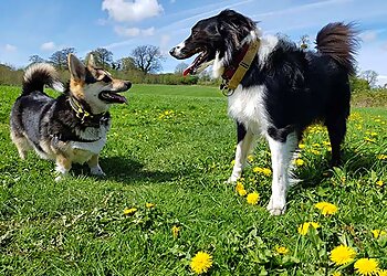 Bath dog walkers Heathers Pet Services image 1