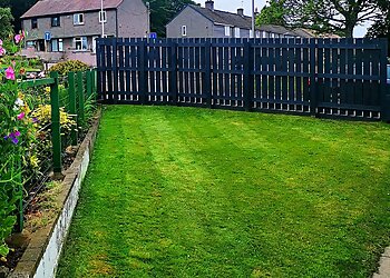 Hedge Stars Aberdeen