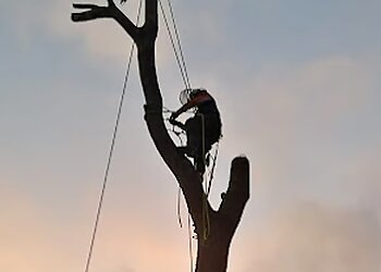 Henrys Horticulture-ARB