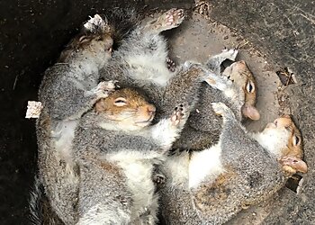 Henry's Pest Control