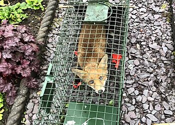 Henry's Pest Control