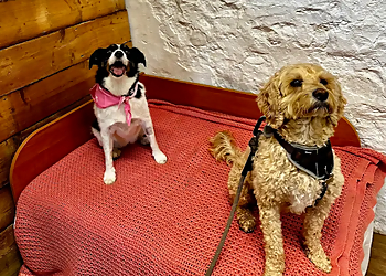 Newport dog daycare centre Hey Good Dog image 1