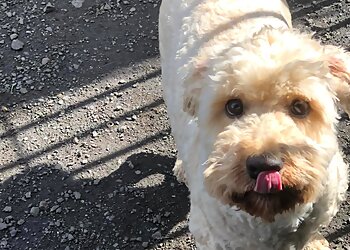 High Cross Boarding Kennels