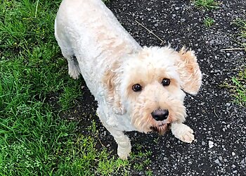 High Cross Boarding Kennels