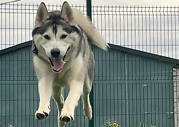 Highmoor Kennels
