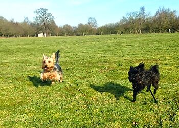 Hilltop Boarding Kennels & Cat Hotel
