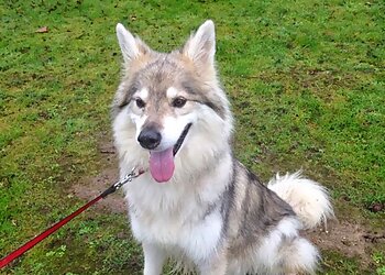 Hilltop Boarding Kennels & Cat Hotel