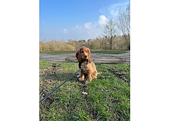 Holly’s Happy Hounds