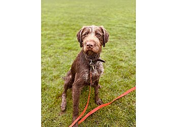 Holly’s Happy Hounds