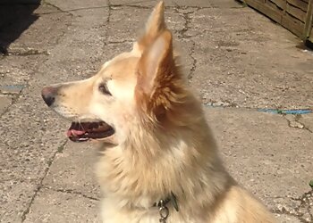 Hollytrees Boarding Kennels and Cattery