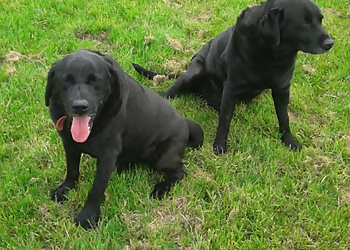 Home Farm Kennels & Cattery