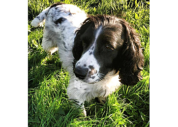 Home Farm Kennels & Cattery