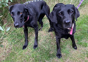 Home From Home Boarding Kennels