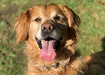 Home From Home Boarding Kennels