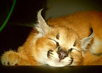 Hoo Zoo and Dinosaur World