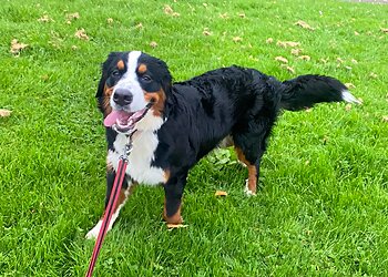 North Lanarkshire dog walkers Hotel Hounds - Dog Walker image 1