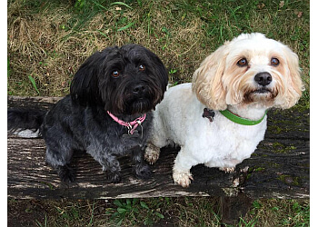 3 Best Dog Walkers in Macclesfield, UK - Expert Recommendations