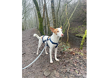 Howl School for Dogs