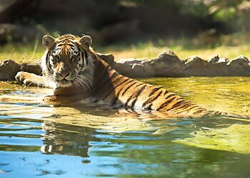 Howletts Wild Animal Park