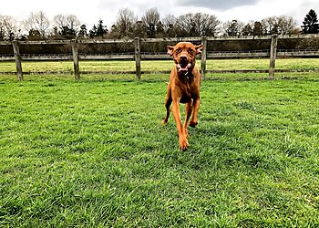 Hunters Lodge Country Boarding Kennels & Cattery
