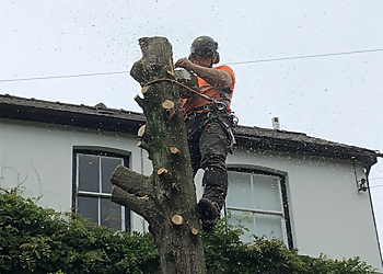 Hywel Jones Tree Services Hywel Jones Tree Services