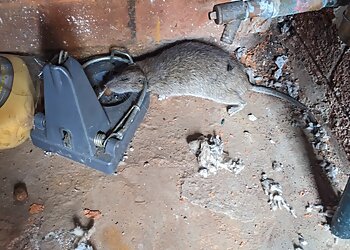 IanSmith Pest Control