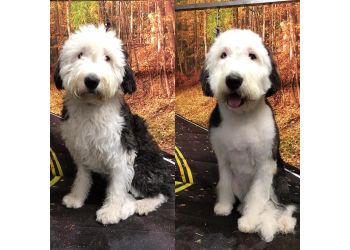 Best Dog Grooming Lincoln Ca  Learn more here 