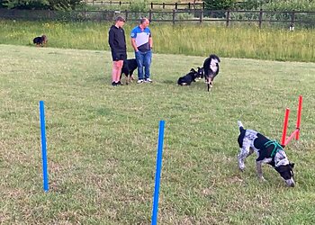 In The Dog House Training