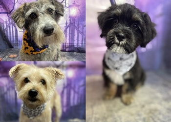 In The Dog House lincoln