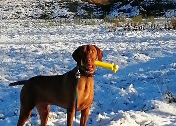 Ingliston Cattery and Kennels