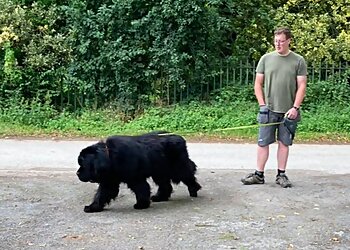 Inkersall Kennels & Cattery
