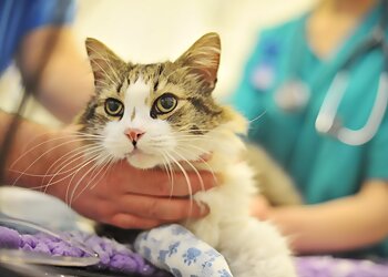 Inshes Veterinary Centre