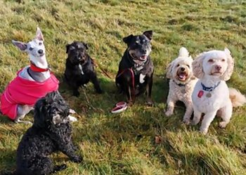 It's A Dogs Life Chorley