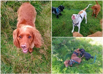 It’s a Pup’s Life