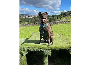 It's All About The Dog