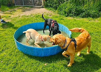 It's All About The Dog