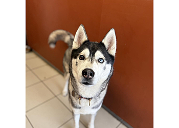 Ivy Kennels & Cattery