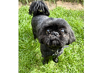 Ivy Kennels & Cattery