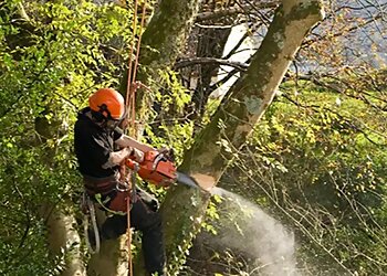 JC Tree & Grounds Maintenance