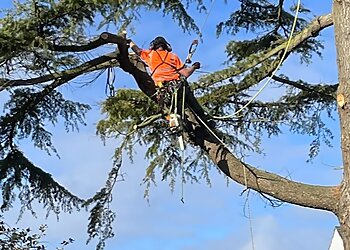 J F Tree Specialist Ltd