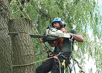 J Mountford Tree Services Ltd.